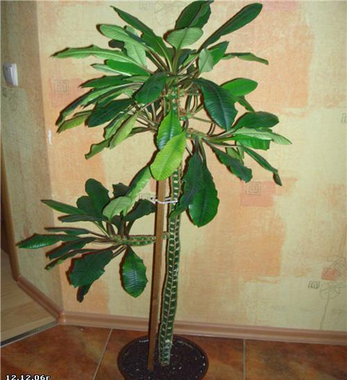 Беложильчатый или беложилковый молочай - Euphorbia leuconeura  100 см