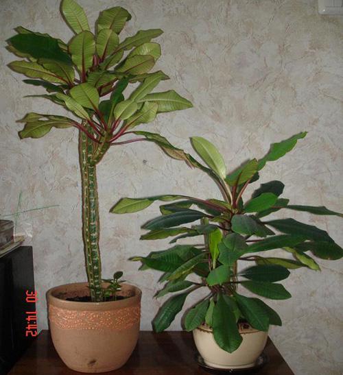 Беложильчатый или беложилковый молочай - Euphorbia leuconeura  крупный и низкий