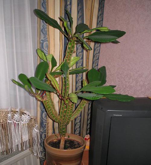 Беложильчатый или беложилковый молочай - Euphorbia leuconeura в квартире фото
