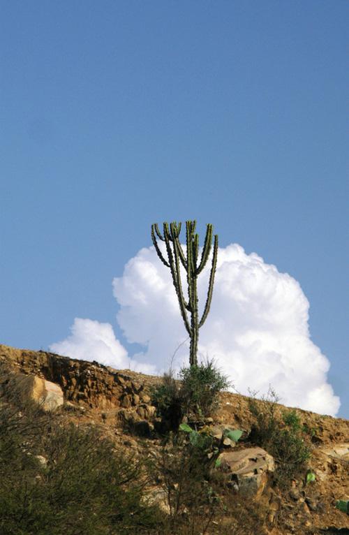 Эуфобия Эритрея - Euphorbia Eritrea в природе
