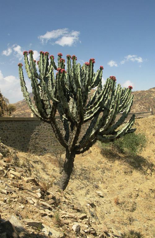 Эуфобия Эритрея - Euphorbia Eritrea в пустыне