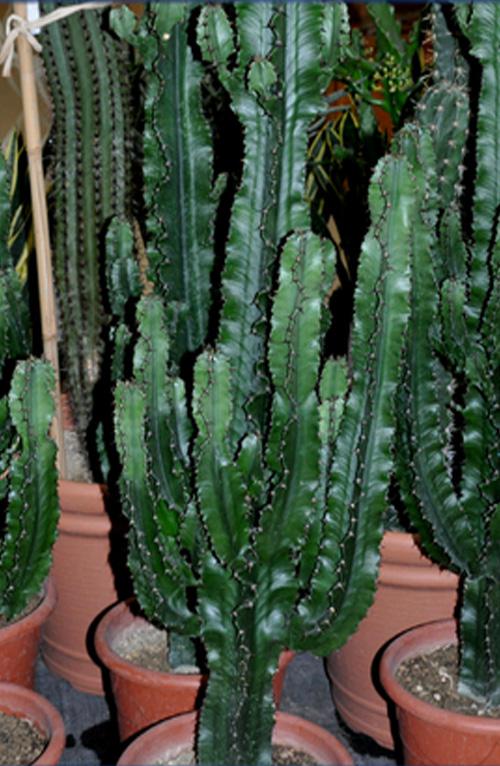 Эуфобия Эритрея - Euphorbia Eritrea 80 см