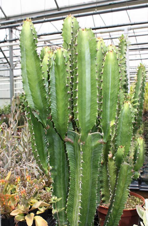 Эуфобия Эритрея - Euphorbia Eritrea в магазине