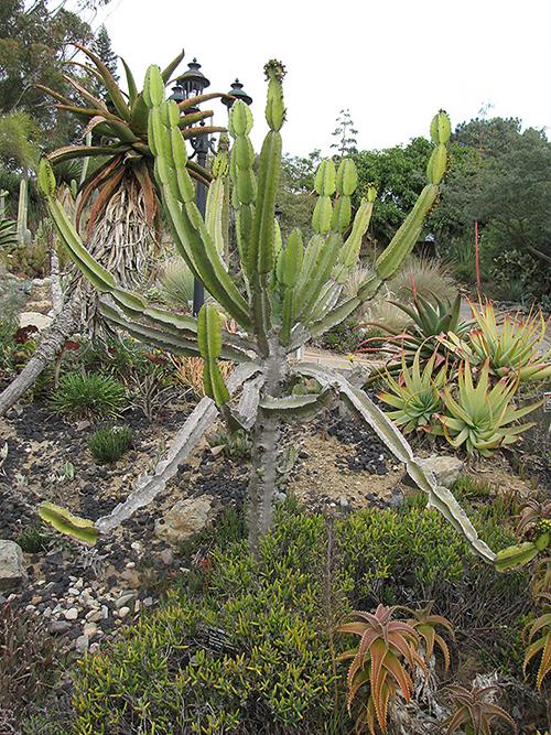 Эуфорбия Триангуларис - Euphorbia triangularis  в пустыне