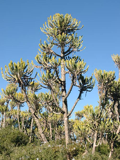 Эуфорбия Триангуларис - Euphorbia triangularis  50 метов высотой