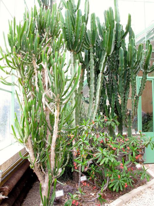 Эуфорбия Триангуларис - Euphorbia triangularis  во дворе