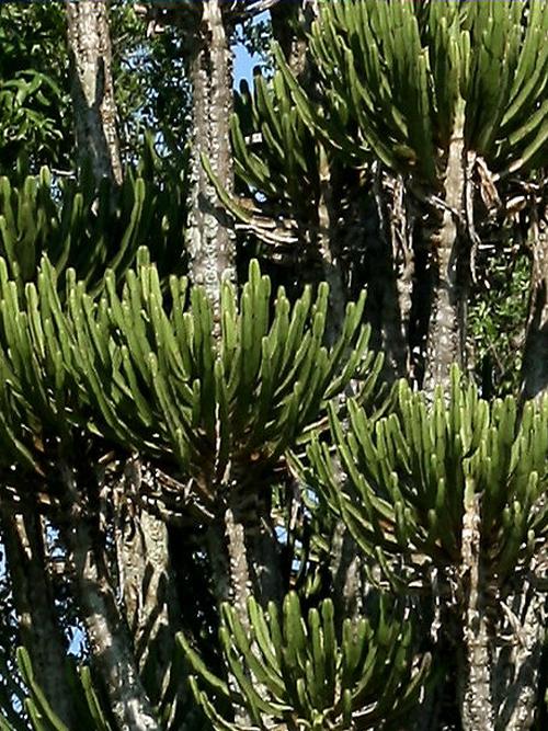 Эуфорбия Триангуларис - Euphorbia triangularis  вблизи