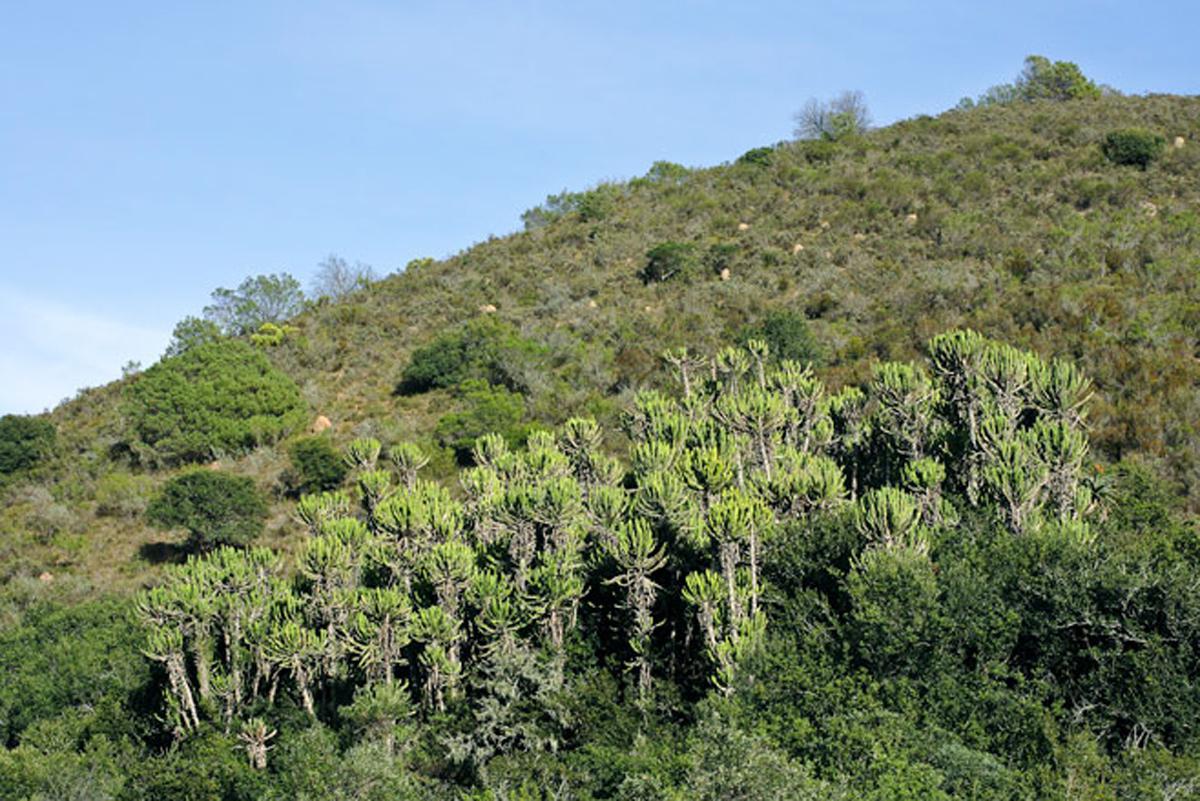 Эуфорбия Триангуларис - Euphorbia triangularis  на горе