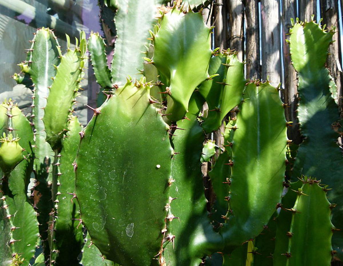 Эуфорбия Триангуларис - Euphorbia triangularis фотография вблизи