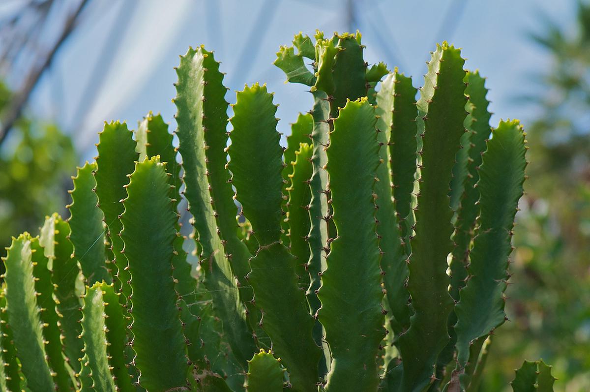 Эуфорбия Триангуларис или молочай (трехгранный) - Euphorbia triangularis 