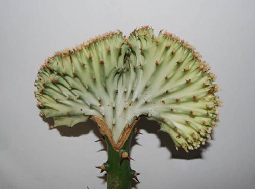 Эуфорбия Лактея Кристата (Молочай молочный Кристата) - Euphorbia lactea f. cristata желтая