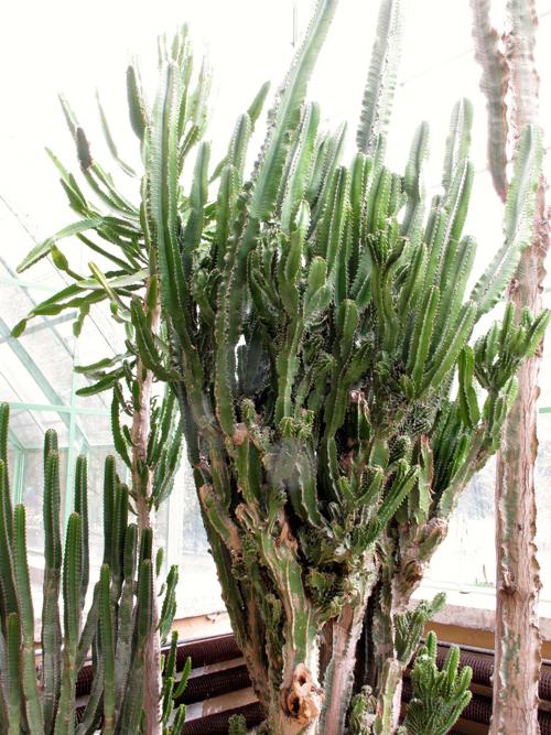 Эуфорбия Триангуларис - Euphorbia triangularis  питомник