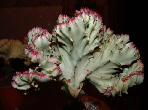 Эуфорбия Лактея Кристата (Молочай молочный Кристата) - Euphorbia lactea f. cristata зеленая