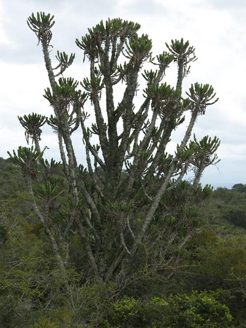 Эуфорбия Триангуларис - Euphorbia triangularis  в природе