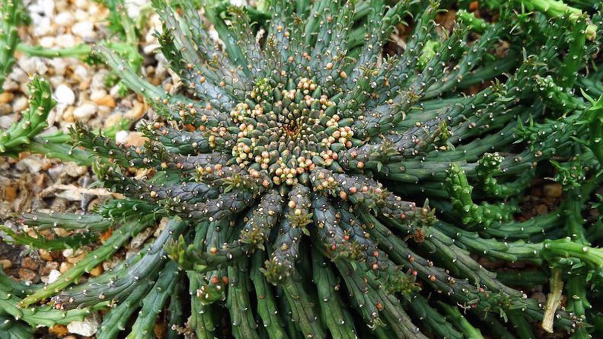 Молочай Фланагана - Euphorbia flanaganii вид сверху