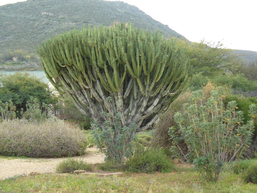 Молочай или Эуфорбия ложнокактусовый  - Euphorbia pseudocactus на юге