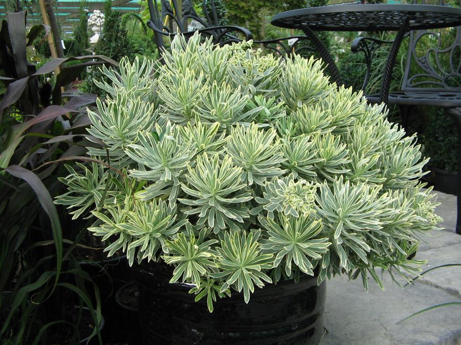 Молочай или Эуфорбия ложнокактусовый  - Euphorbia pseudocactus в гостинице