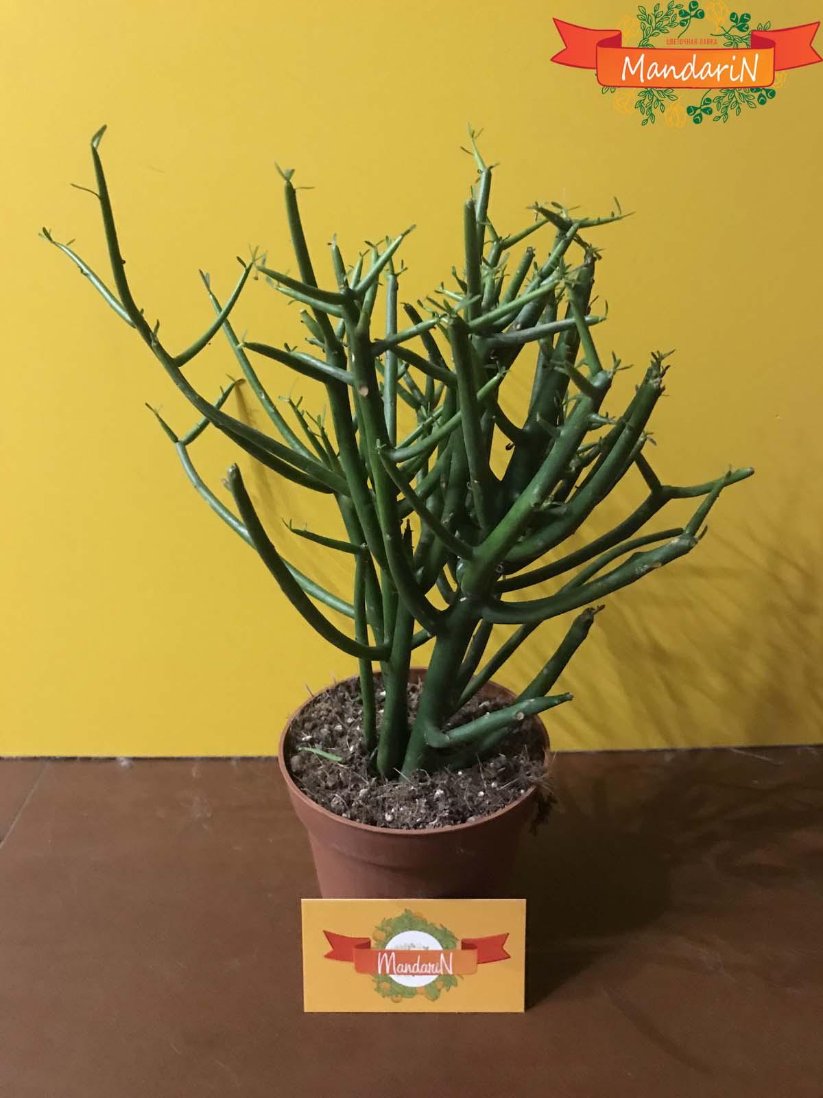 Молочай или Эуфорбия ложнокактусовый  - Euphorbia pseudocactus в магазине цветов mandarin-shop.ru