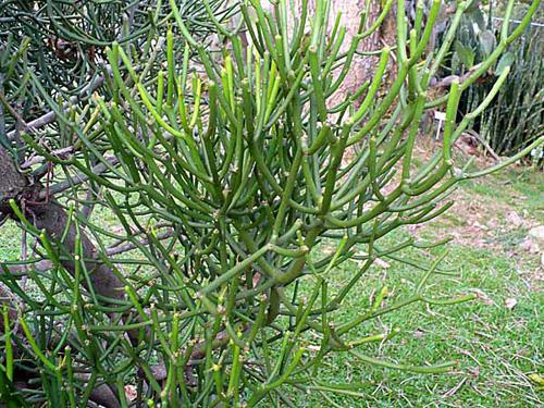 Молочай тирукалли (лат. Euphorbia tirucalli) на улице