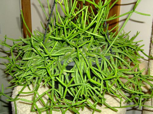 Молочай тирукалли (лат. Euphorbia tirucalli) дома
