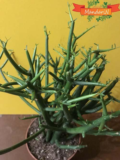 Молочай тирукалли (лат. Euphorbia tirucalli) продажа