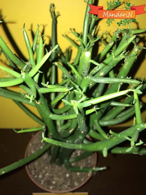 Молочай тирукалли (лат. Euphorbia tirucalli) D12