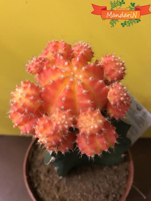 Гимнокалициум кактус в магазине цветов Мандарин оранжевый