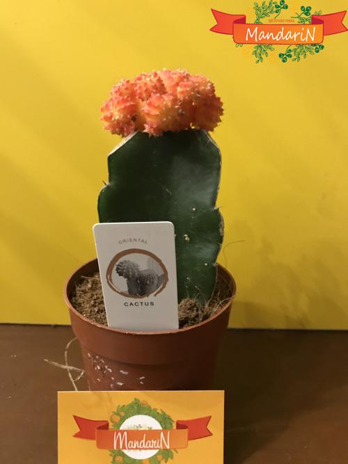 Гимнокалициум кактус в магазине цветов Мандарин D5