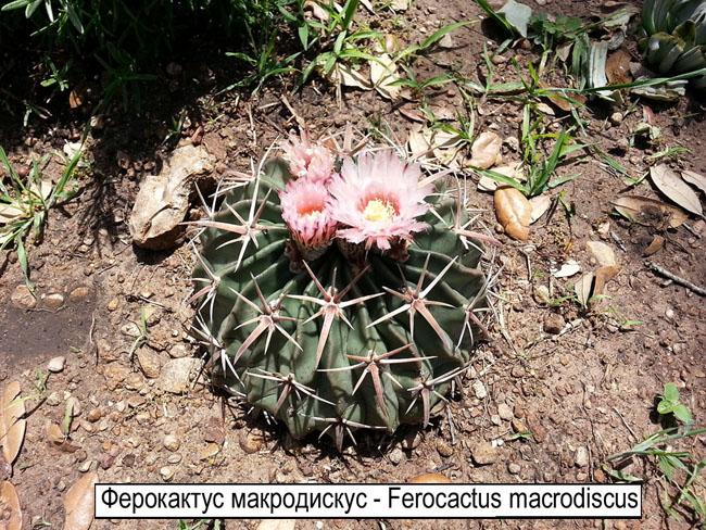Ферокактус макродискус - Ferocactus macrodiscus