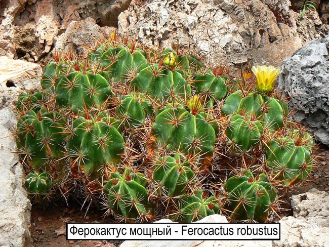 Ферокактус мощный - Ferocactus robustus
