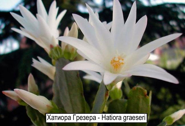 Хатиора Грезера - Hatiora graeseri