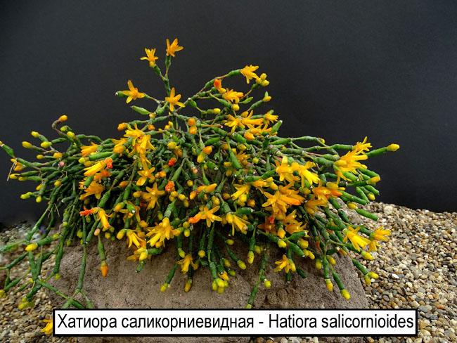 Хатиора саликорниевидная - Hatiora salicornioides
