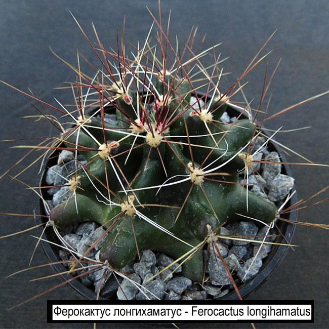 Ферокактус лонгихаматус - Ferocactus longihamatus