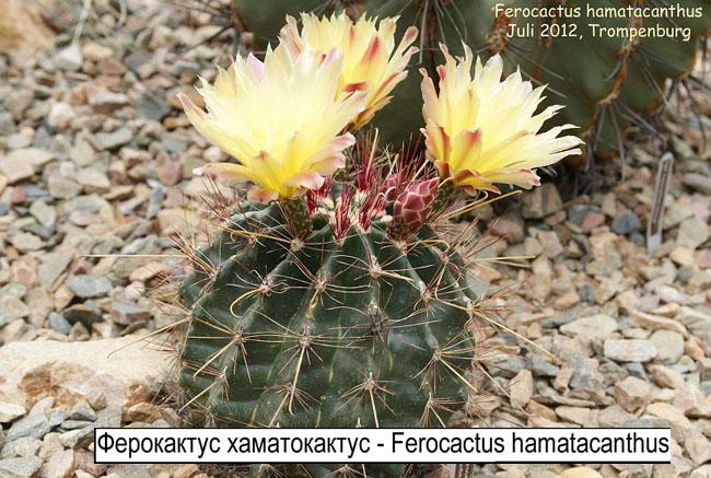 Ферокактус хаматокактус - Ferocactus hamatacanthus