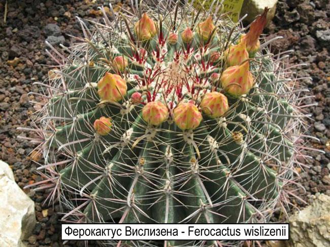 Ферокактус Вислизена - Ferocactus wislizenii