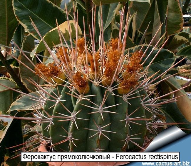 Ферокактус прямоколючковый - Ferocactus rectispinus