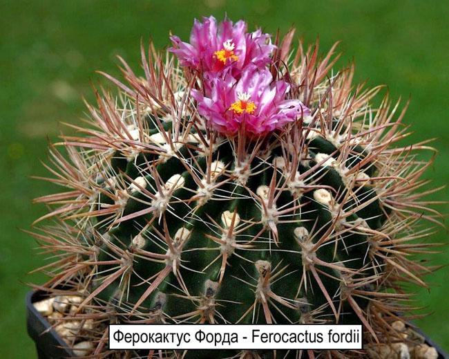 Ферокактус Форда - Ferocactus fordii