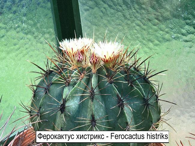 Ферокактус хистрикс - Ferocactus histriks