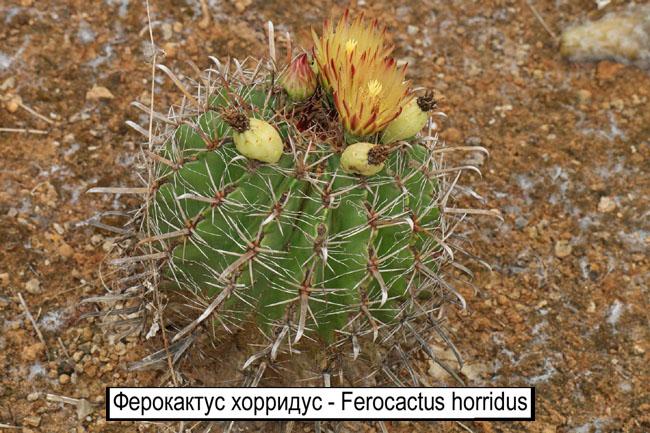Ферокактус хорридус - Ferocactus horridus