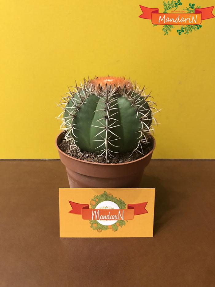Мелокактус, или Дынный кактус в магазине Мандарин - фото