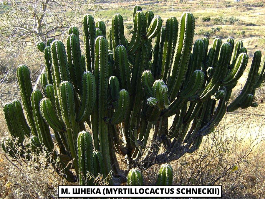 М. Шнека (Myrtillocactus schneckii)