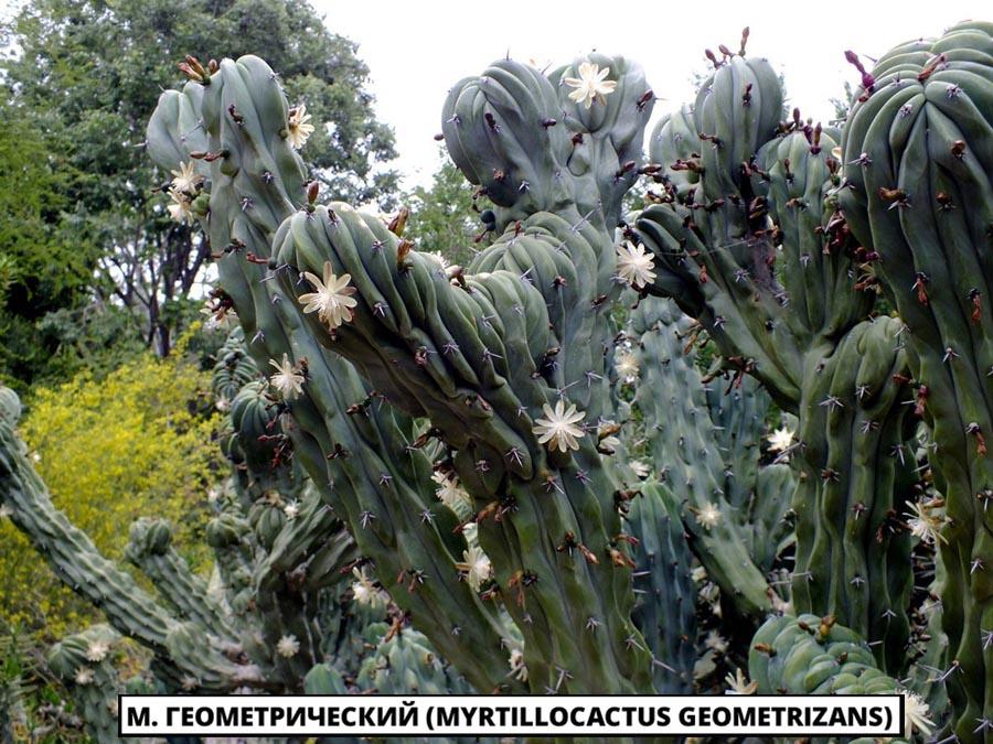 М. геометрический (Myrtillocactus geometrizans)