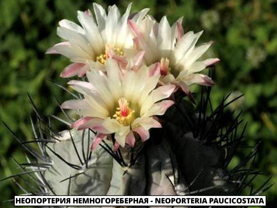 Неопортерия немногореберная - Neoporteria paucicostata
