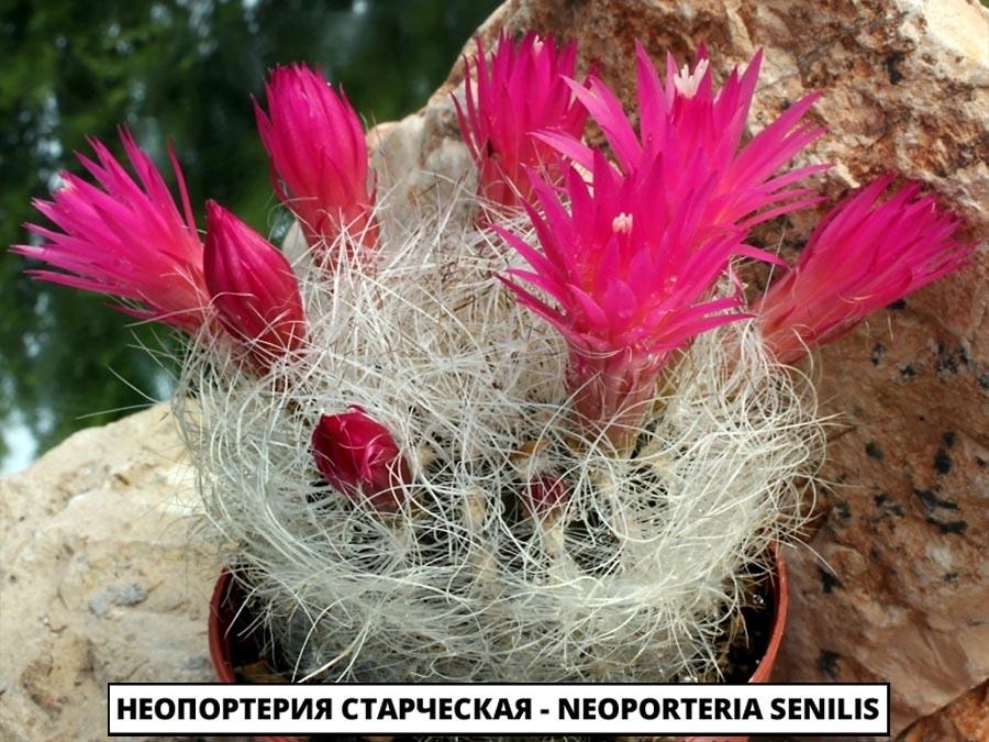 Неопортерия старческая - Neoporteria senilis