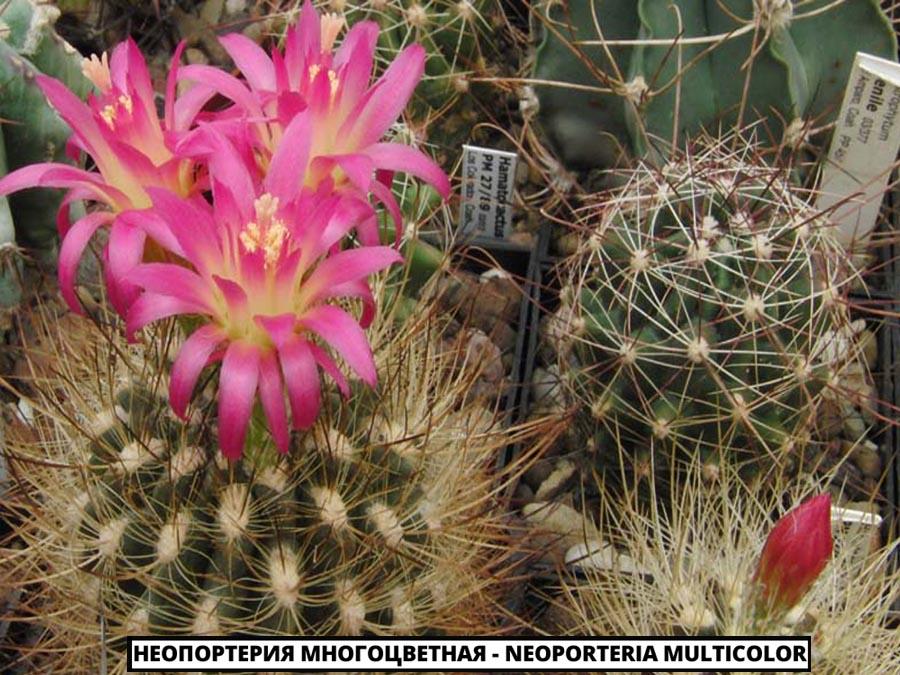 Неопортерия многоцветная - Neoporteria multicolor