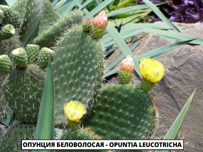 Опунция Беловолосая - Opuntia Leucotricha
