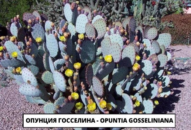 Опунция Госселина - Opuntia gosseliniana
