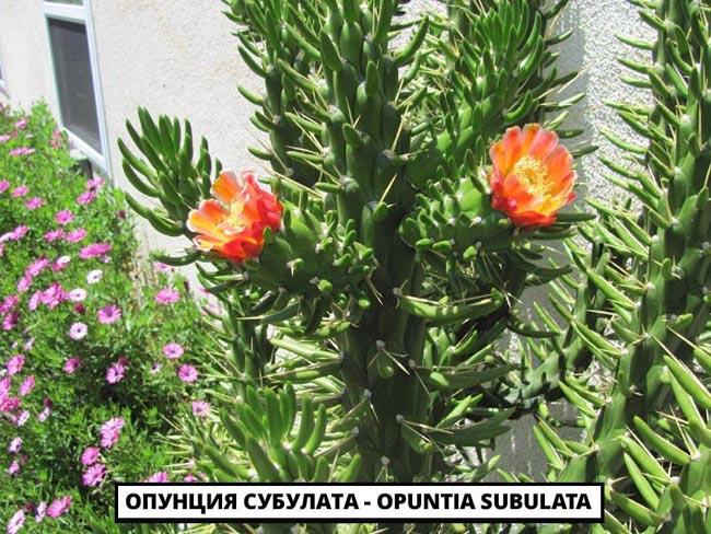 Опунция Бергера - Opuntia bergeriana
