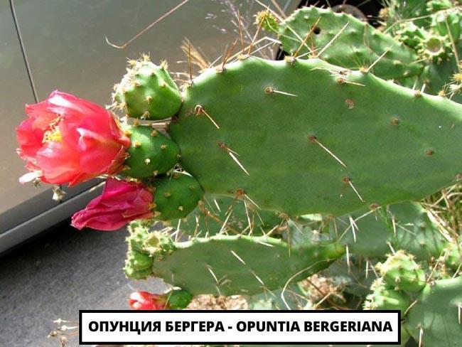 Опунция Бергера - Opuntia bergeriana