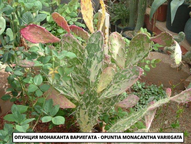 Опунция Монаканта Вариегата - Opuntia Monacantha Variegata